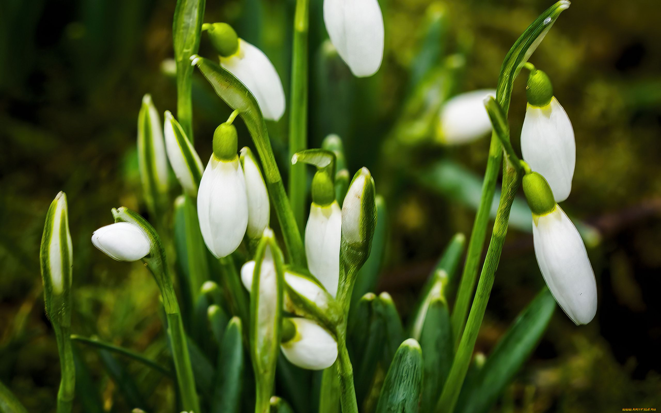 �����, �����������,  ������������,  ��������, ����������